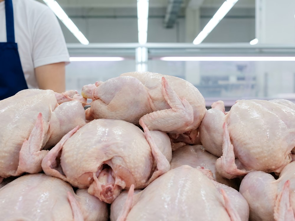 Pollo fresco entero para distribución mayorista en Córdoba